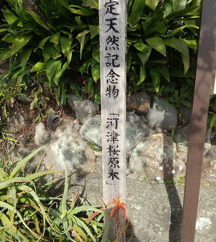 Kawazu Sakura No Genmoku景点图片