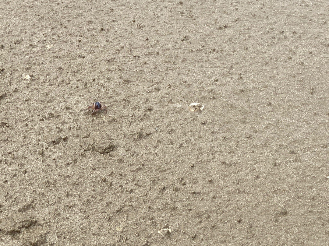 Long Beach-霍巴特必去景点