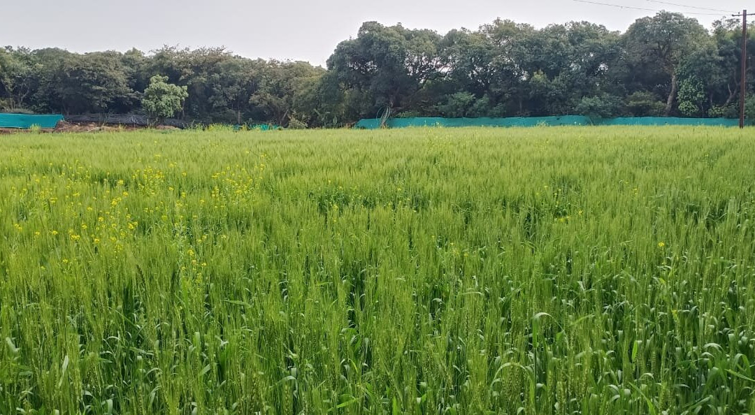 Shree Krupa Farm景点图片