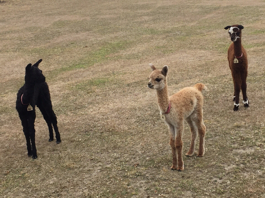 Sherlin Alpacas-West Melton必去景点