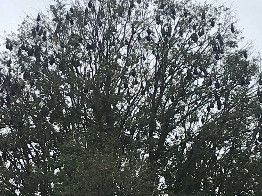 Sale Botanic Gardens-塞尔必去景点