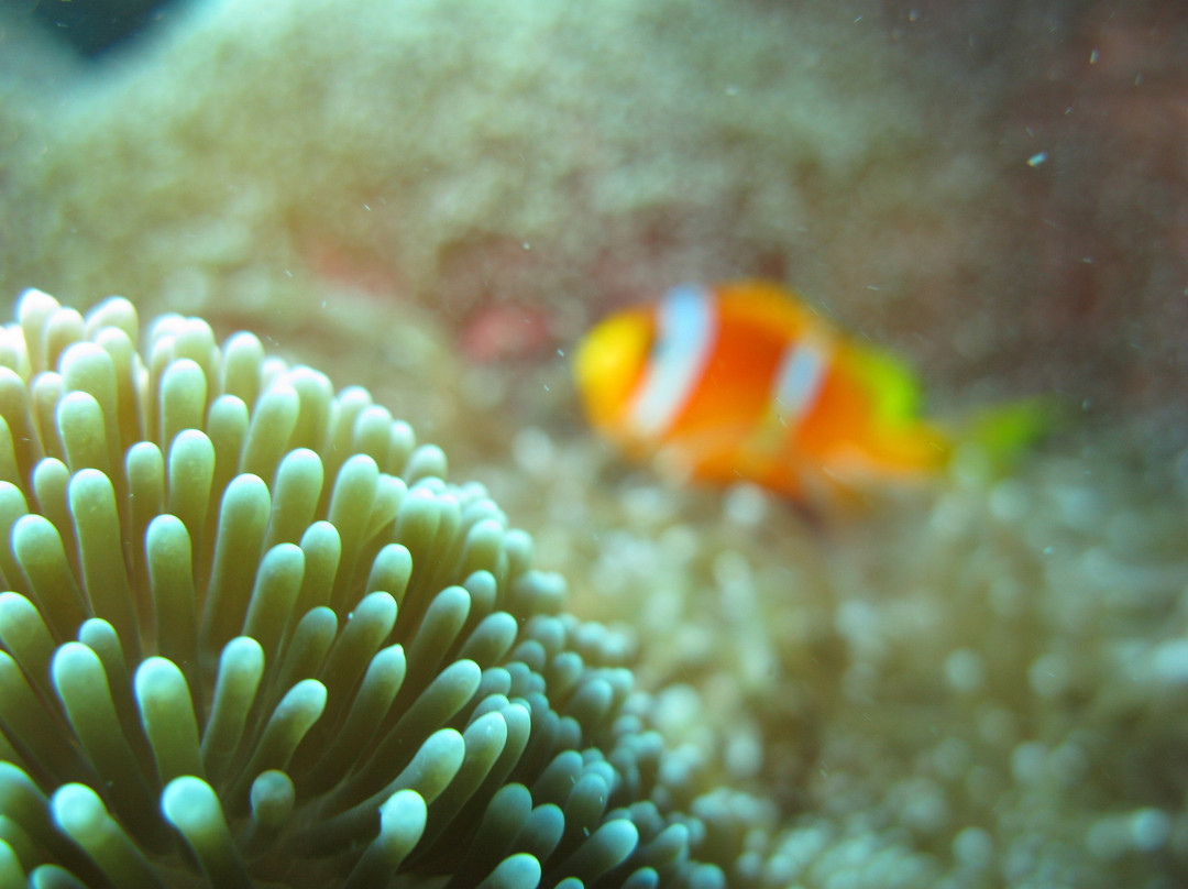 Jazan Dive Center景点图片