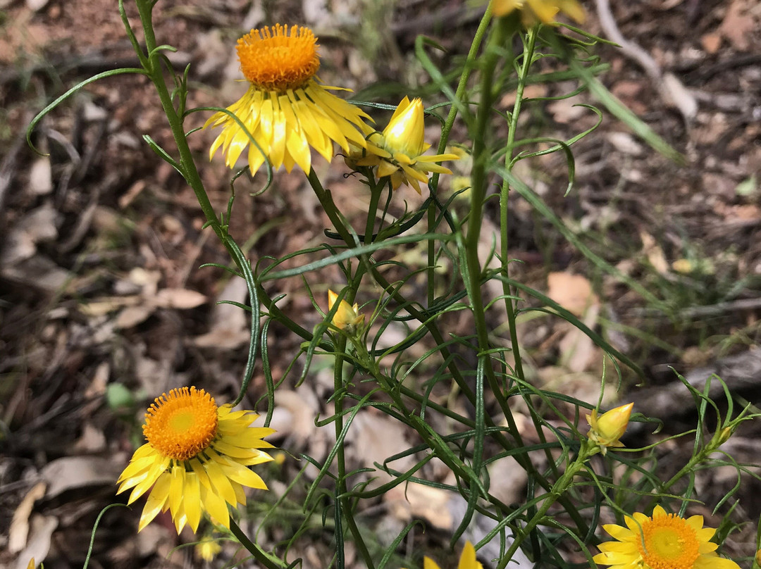 Warby Ovens National Park-Wangaratta必去景点