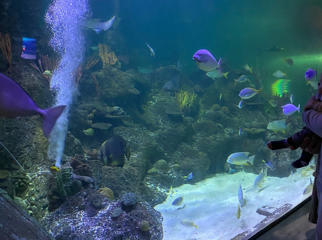 Skegness Aquarium景点图片