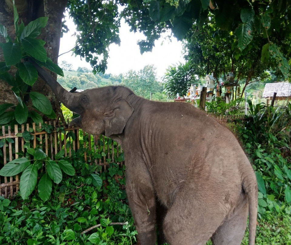Chiangmai Elephant Home-清迈必去景点