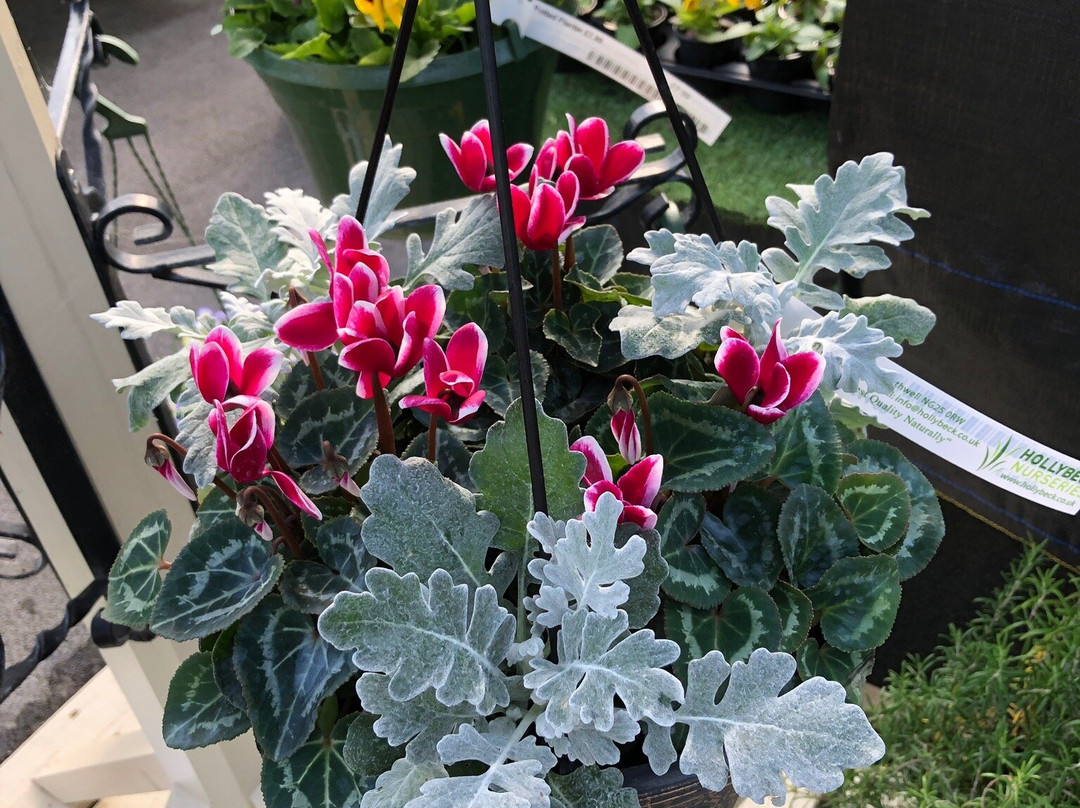Hollybeck Nurseries景点图片
