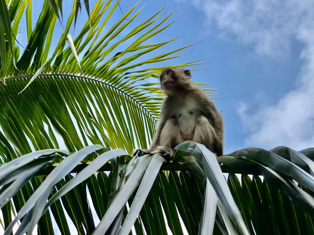 猴子岛度假村主图