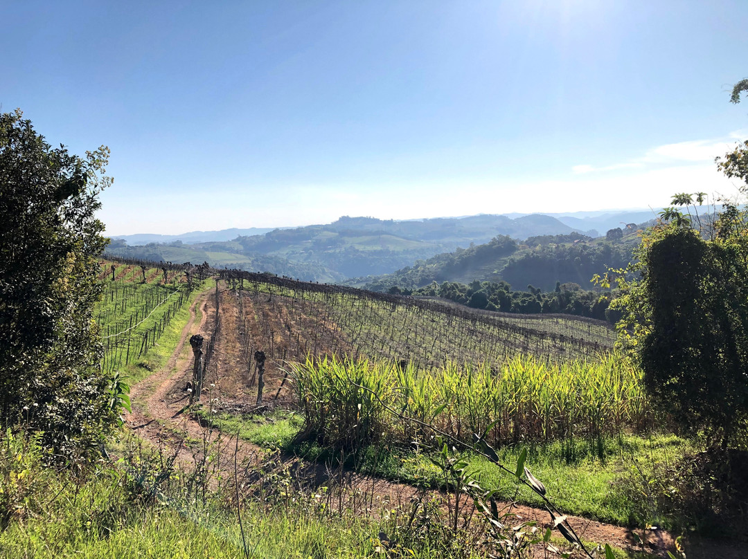 Vinhos Fae-Monte Belo do Sul必去景点