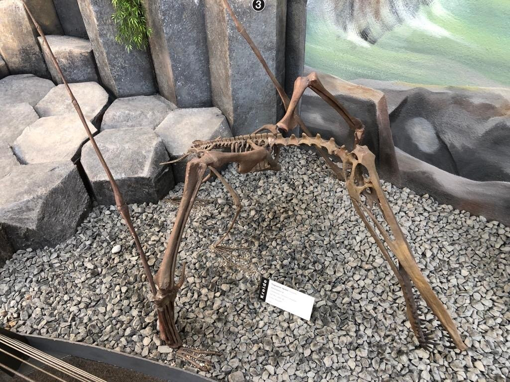 Sauriermuseum Aathal-Seegraeben必去景点