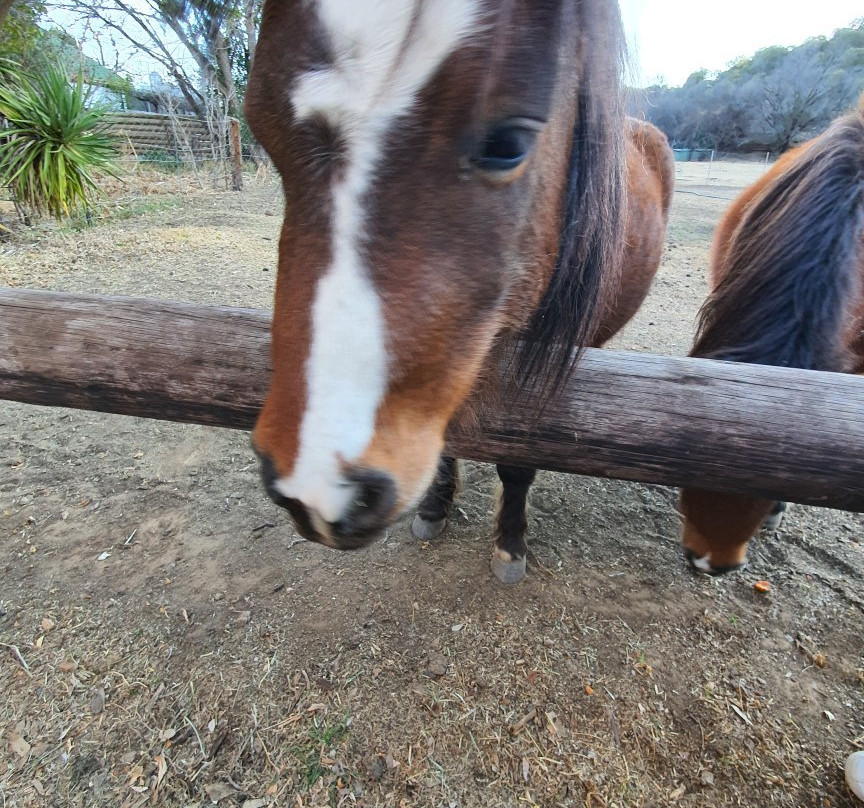 Tollinn Guestfarm