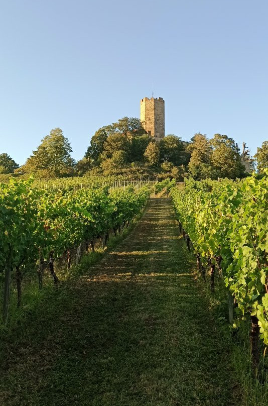Burg Steinsberg景点图片