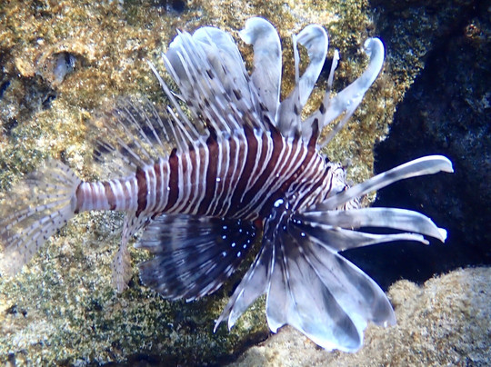 Divection Dalış Eğitim Merkezi-卡斯必去景点