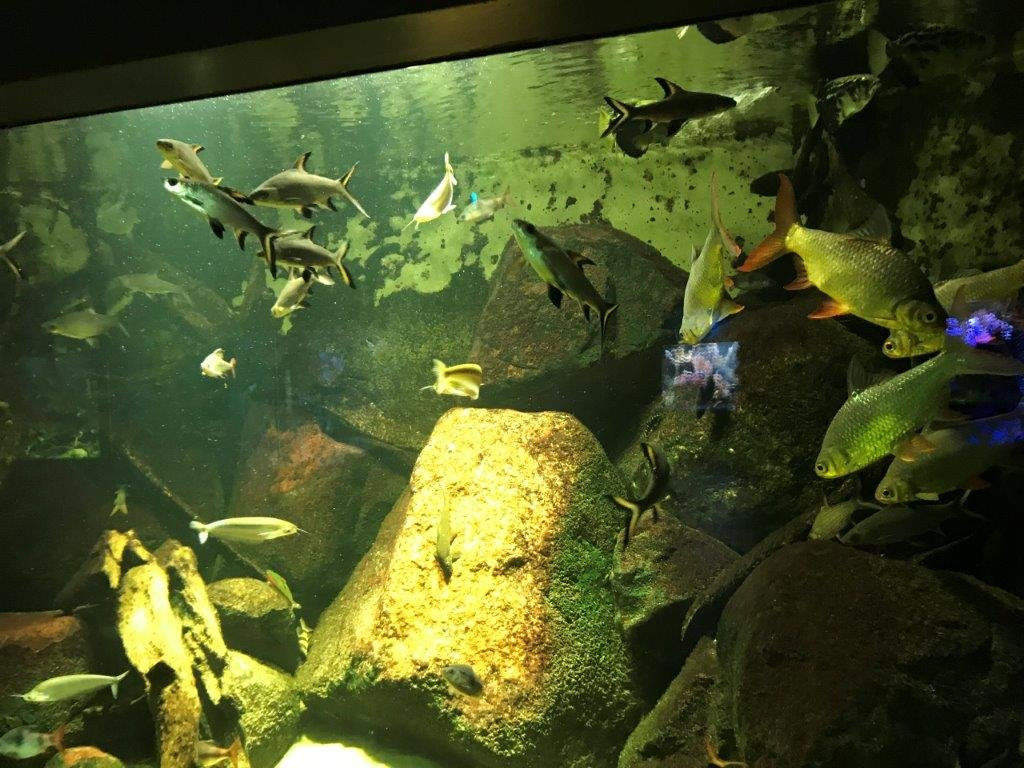 Aquarium Berlin景点图片