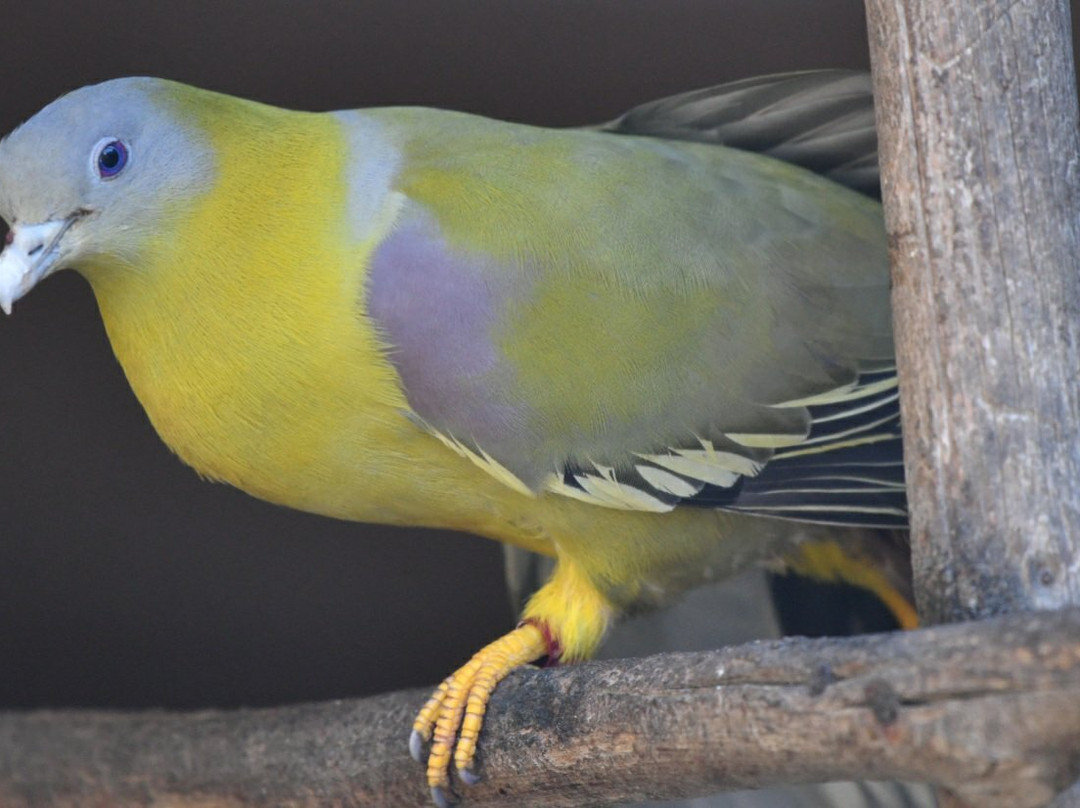 Vogelpark Turnersee-Sankt Primus必去景点
