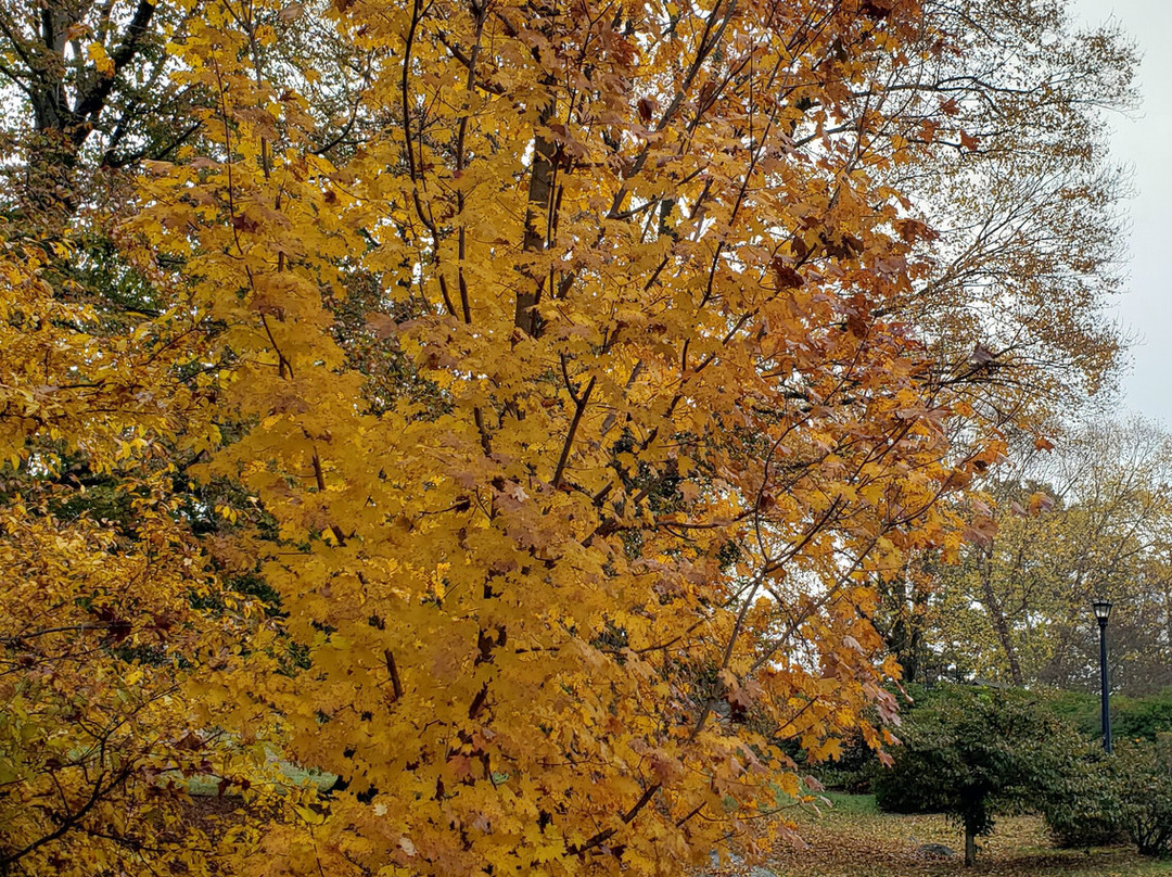 Connecticut College Arboretum-新伦敦必去景点