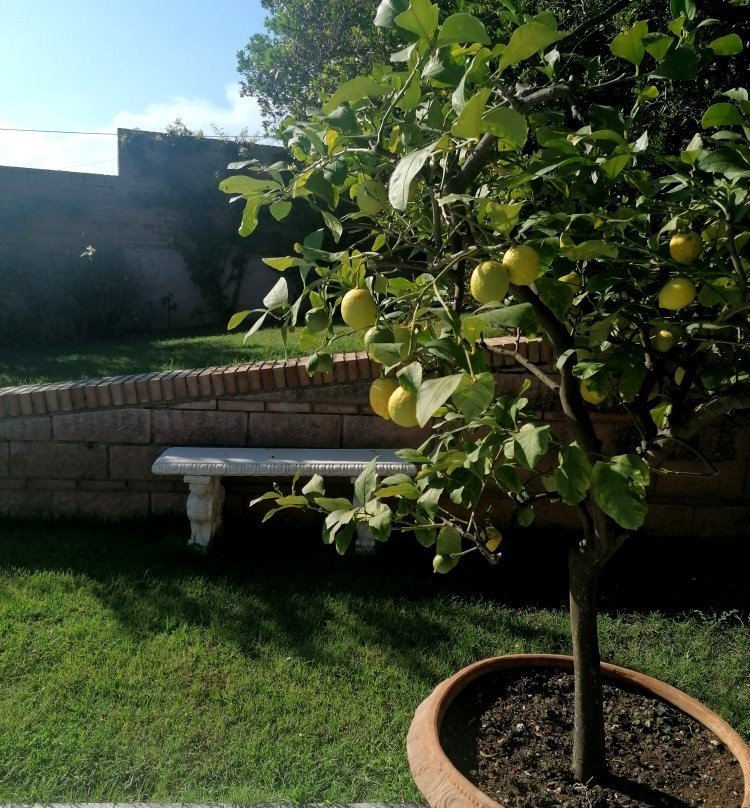 B&B Villa FioreConero主图