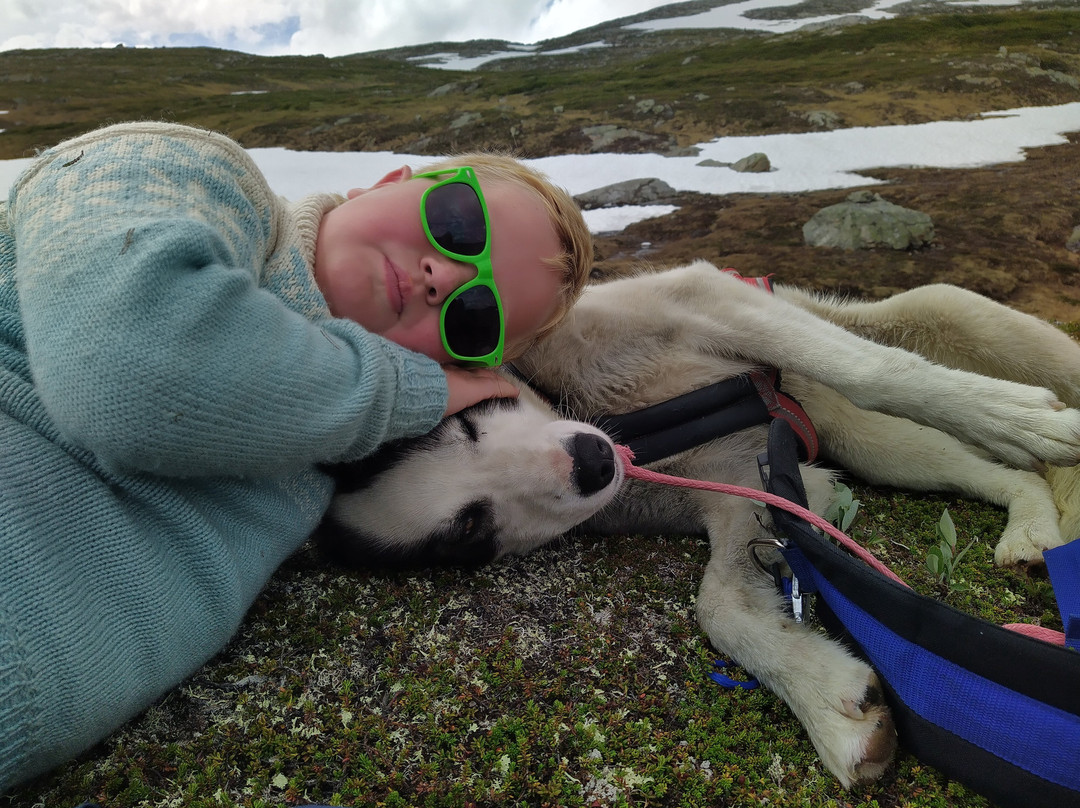 Trollheimen Husky景点图片