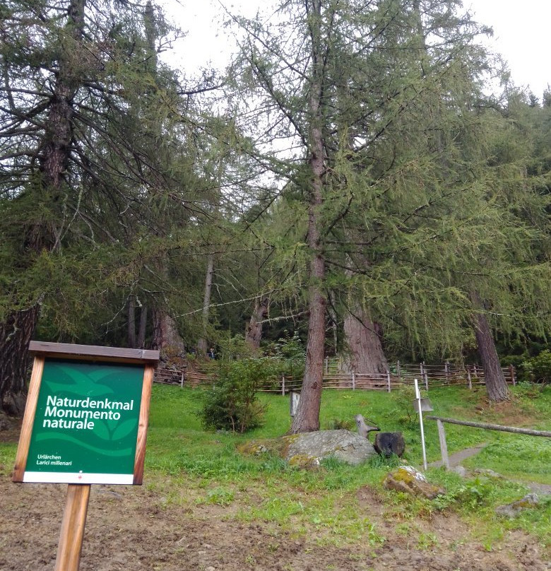 Ancient Larches of Val d'Ultimo Valley-Ultimo必去景点