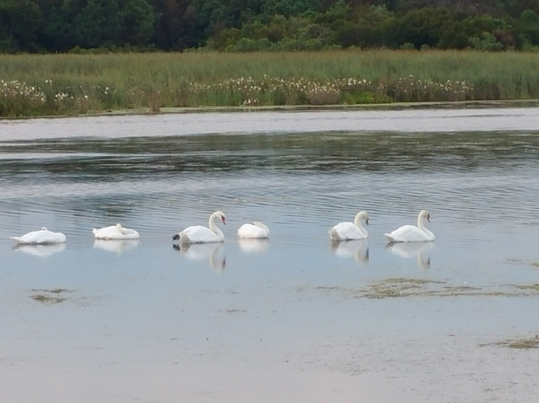 South Cape May Meadows景点图片