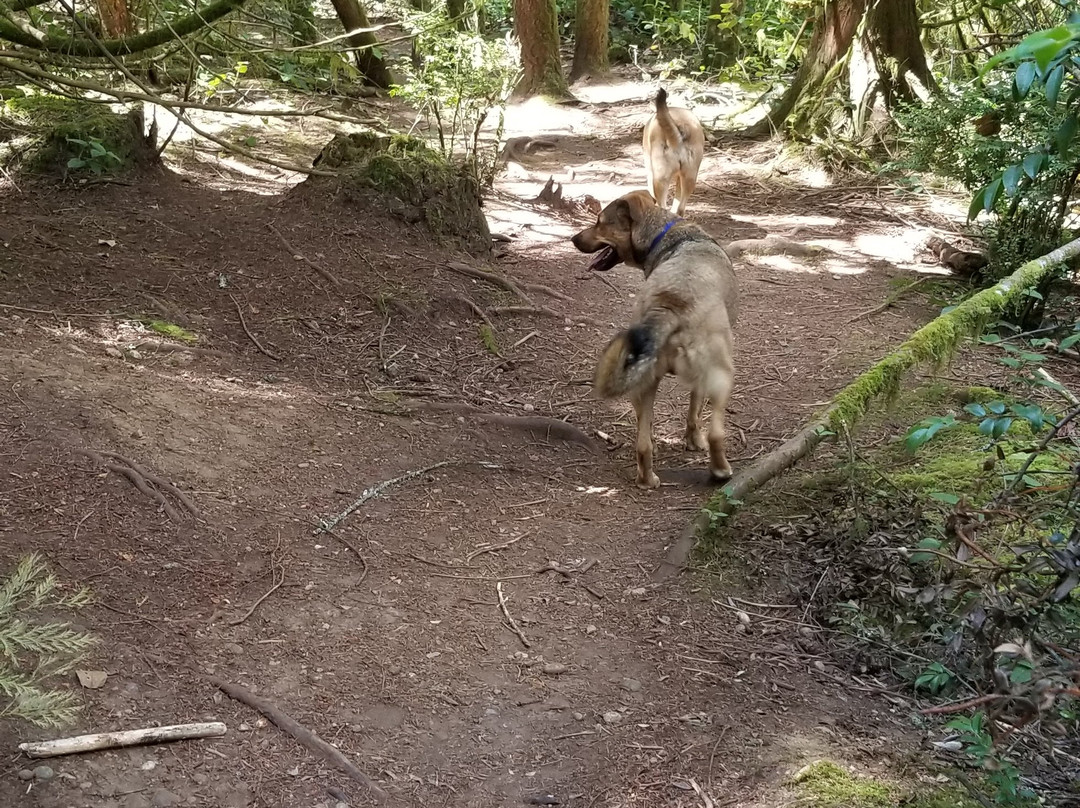 Bandix Dog Park-Olalla必去景点