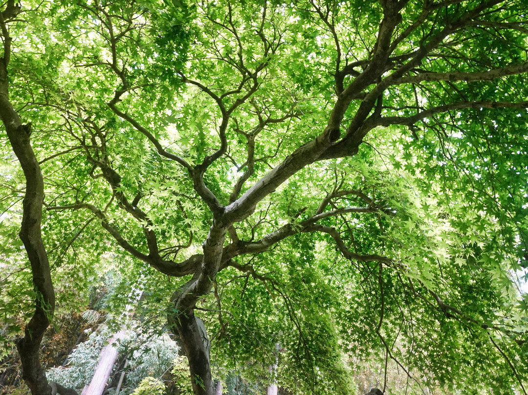 Shoryu-ji Temple-寄居町必去景点