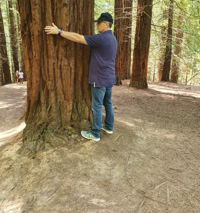 Redwood Forest景点图片