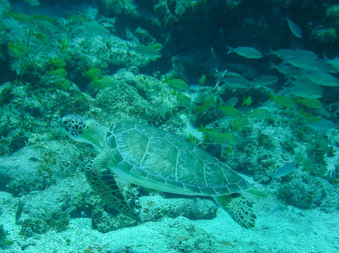 Dive Safaris-辛普森湾必去景点