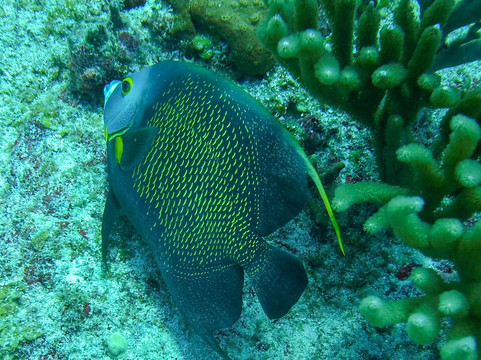 Dive Safaris-辛普森湾必去景点