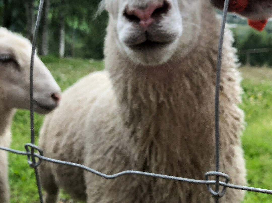 Barnas Gard Hunderfossen /Kid's farm Hunderfossen-Faberg必去景点