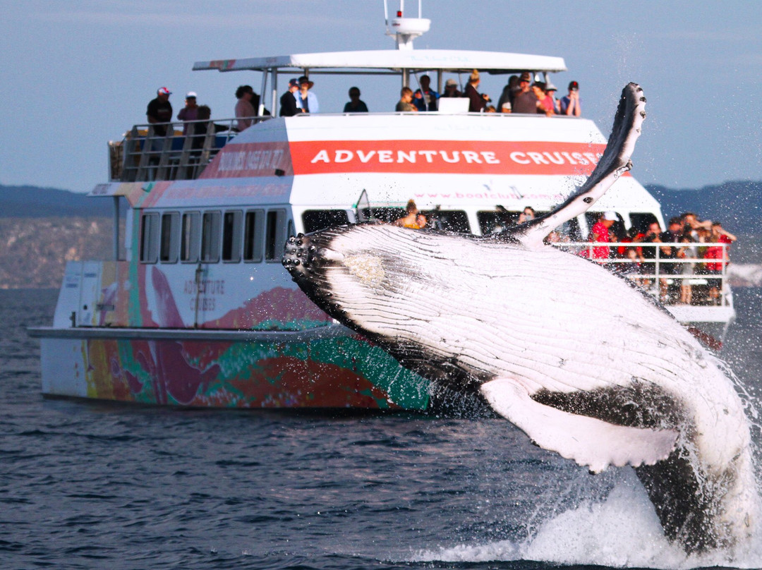 Boat Club Adventure Cruises景点图片