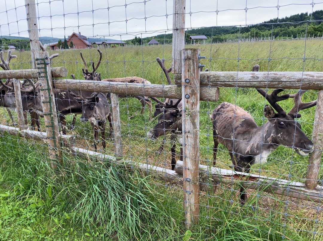 Reindeer Ranch-幌延町必去景点