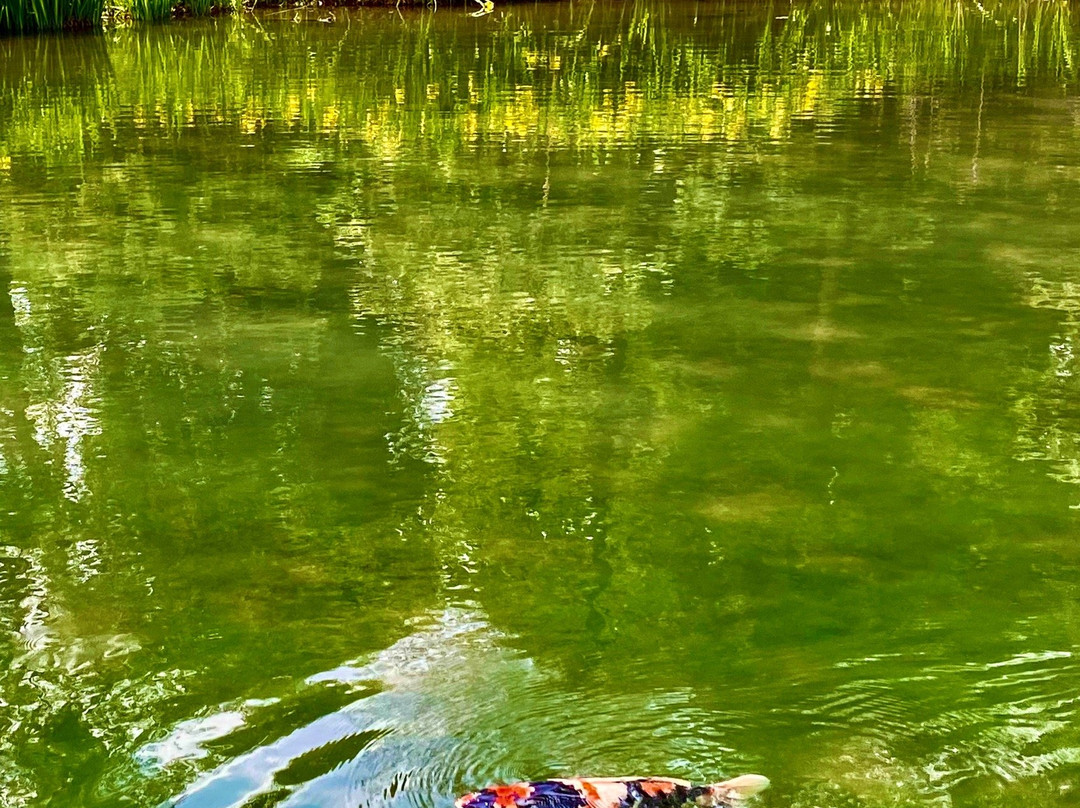 Sugatami no Ike-国分寺市必去景点