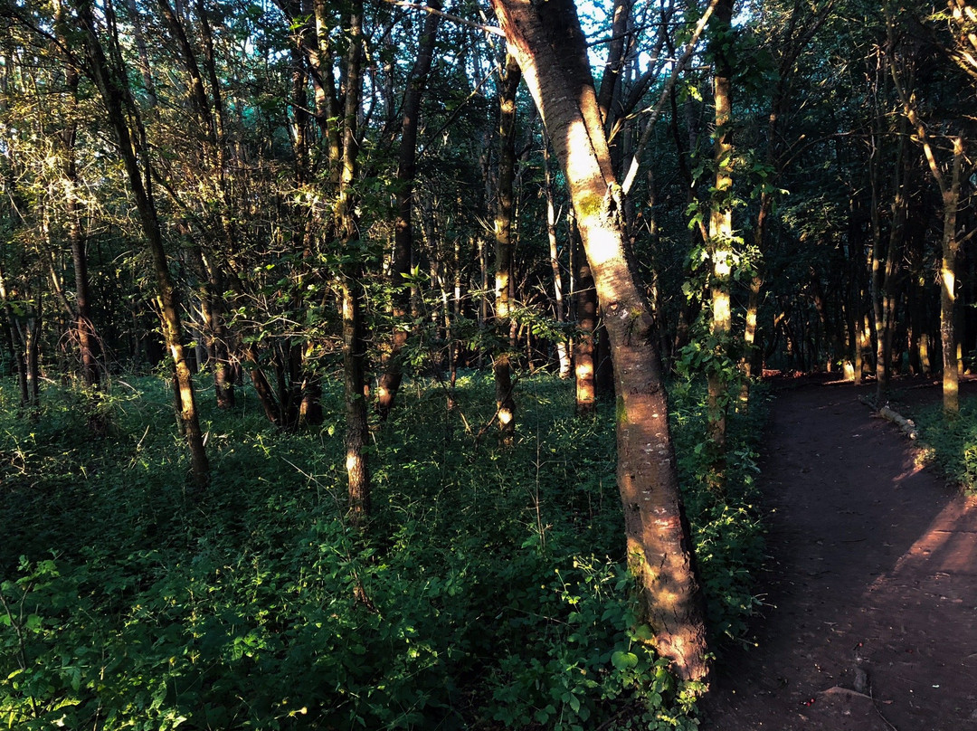 Linslade Wood景点图片