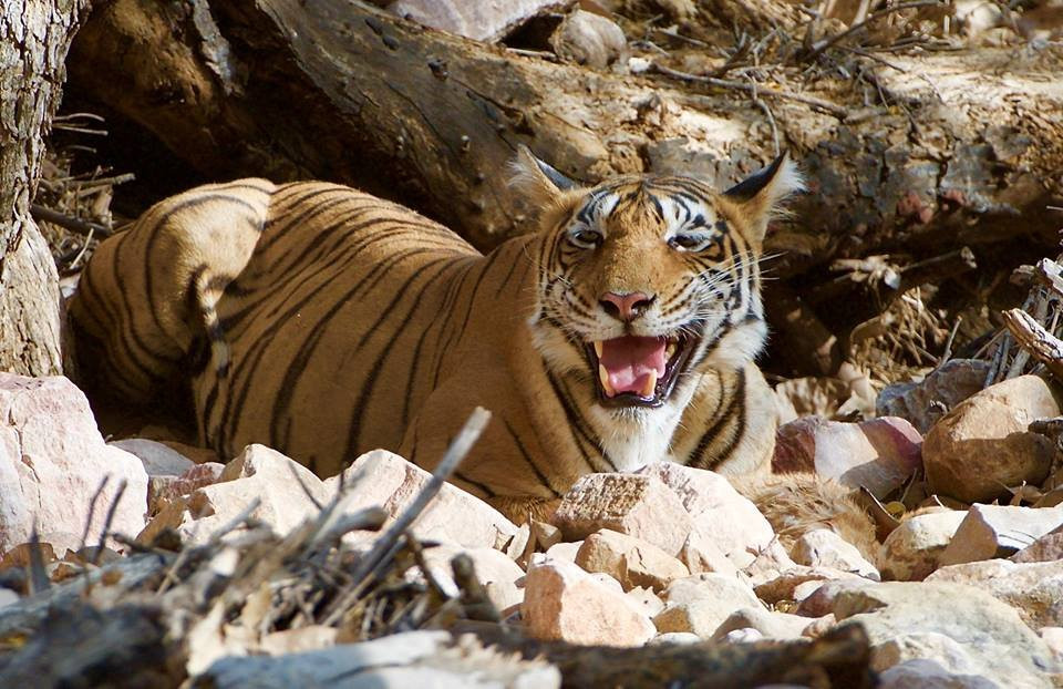 Ranthambhore excursion-瑟瓦伊马托布尔必去景点