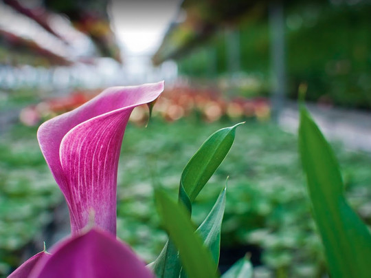 Floral Acres Greenhouse-萨斯卡通必去景点