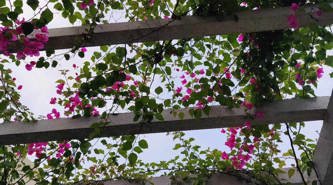 Kadu-Channapatna必去景点
