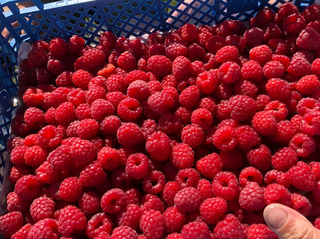 La Pommeraie-Sigolsheim必去景点