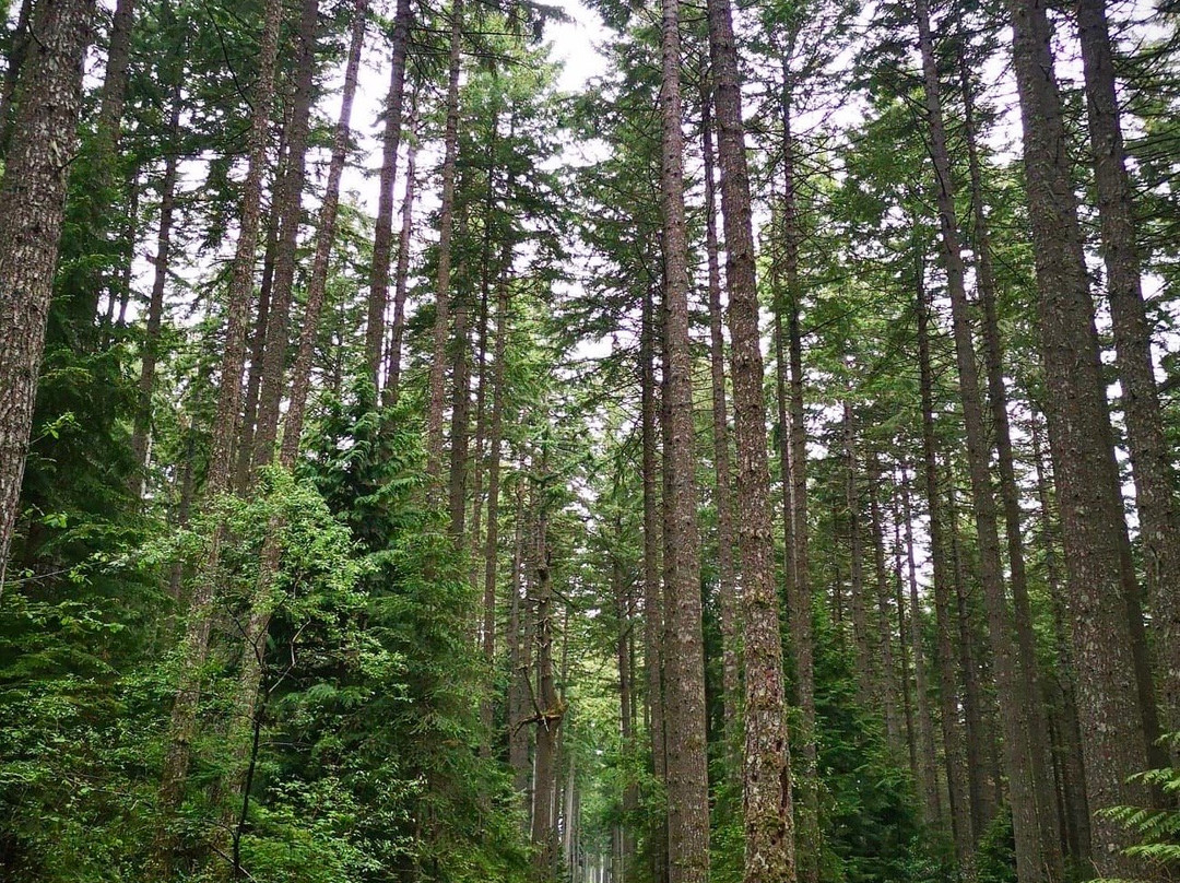 Ammonite Falls-纳奈莫必去景点