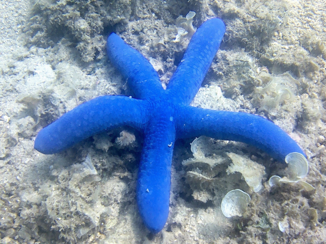 Mimpi Manis Snorkel Trips-Kuta必去景点