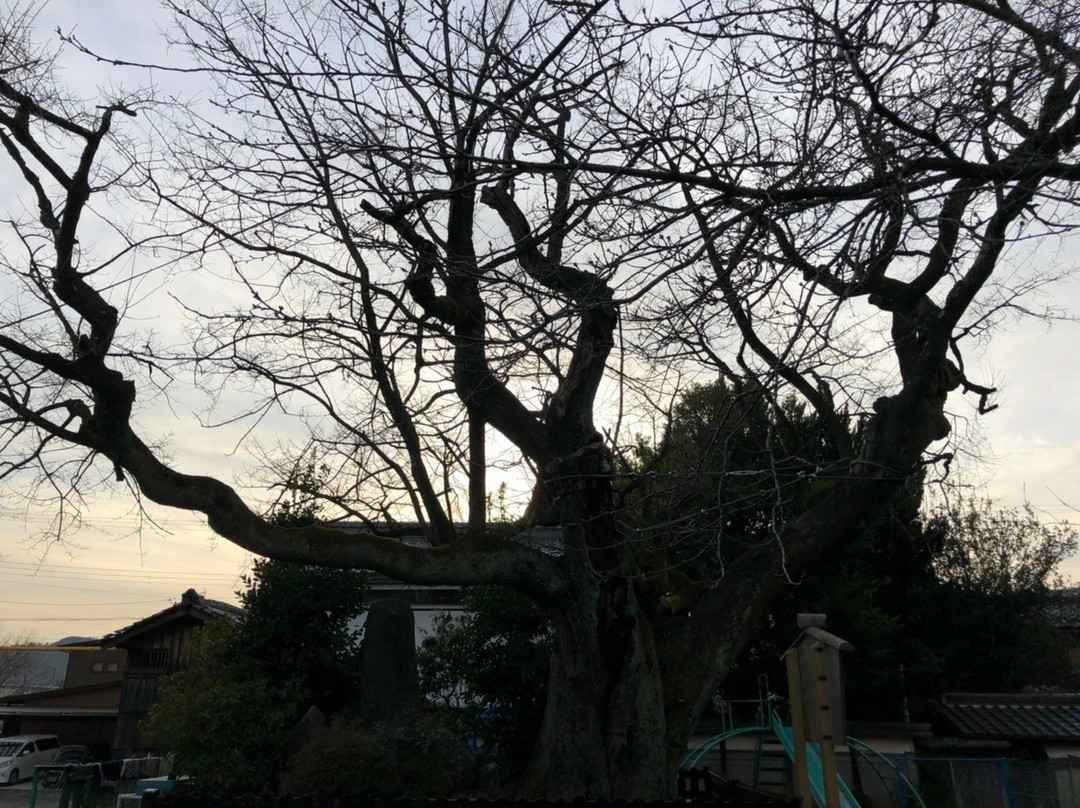 Kutsuwa no Mori no Inuzakura-长滨市必去景点