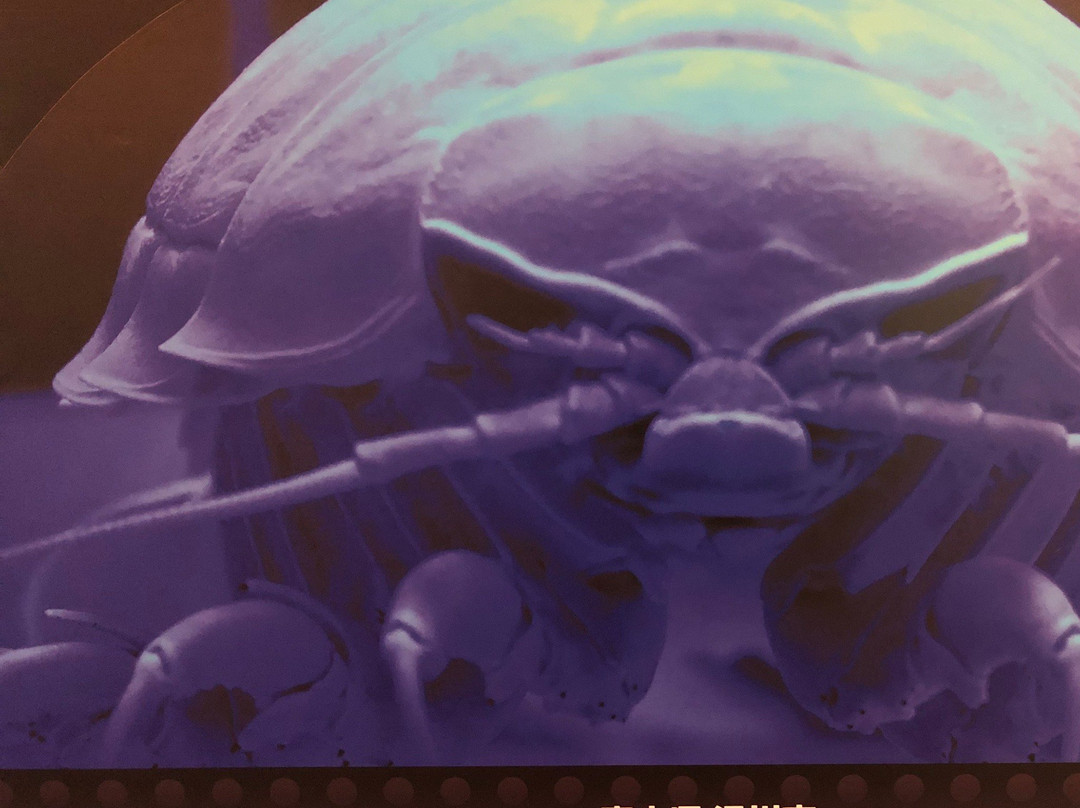 Firefly Squid Museum-滑川市必去景点