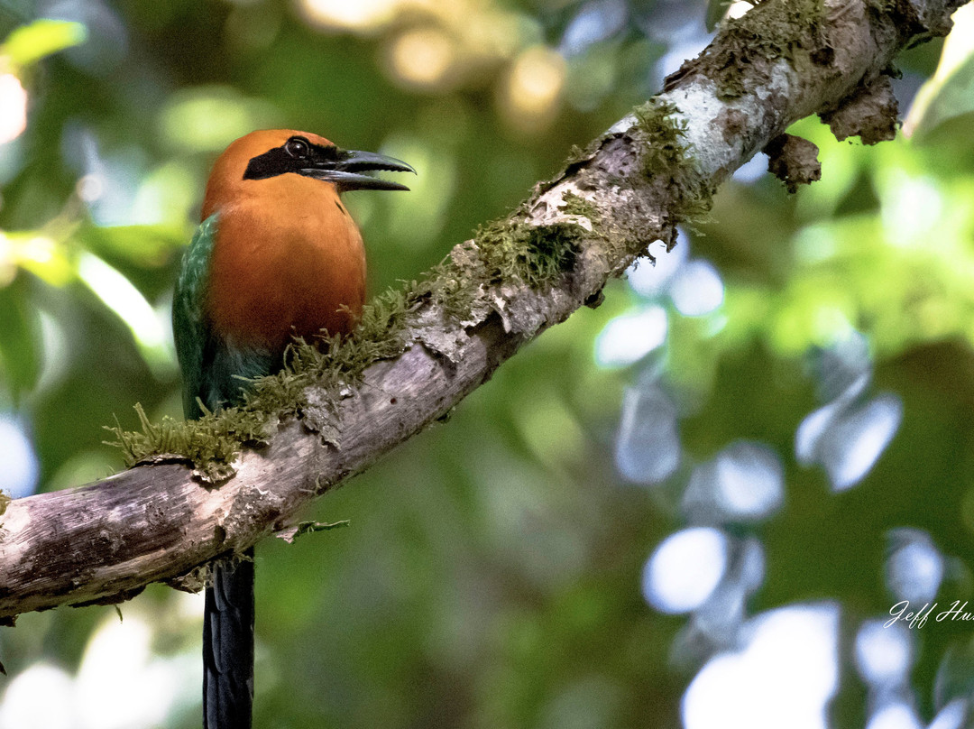 Panama Pipeline Bird Tours景点图片