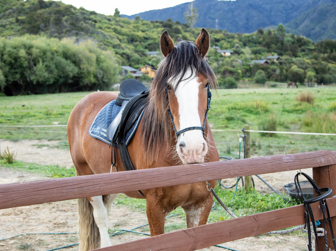 Abel Tasman Horse Trekking-玛拉豪必去景点