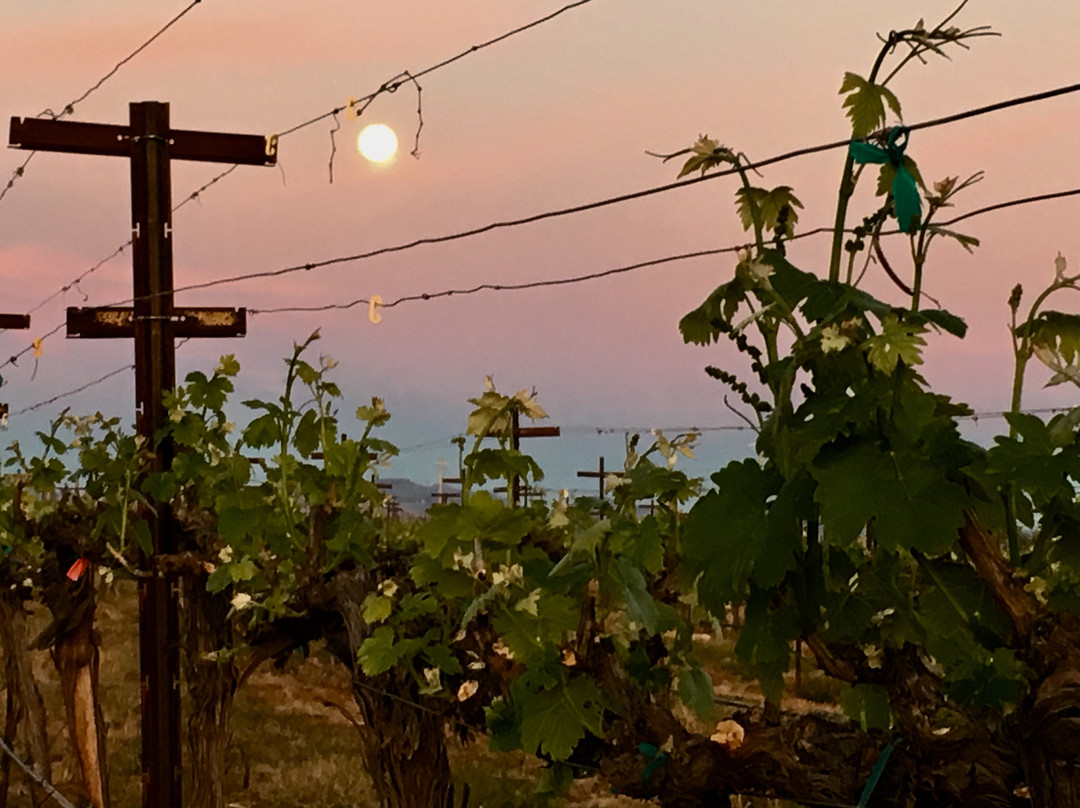 Pillsbury Wine Company North-Cottonwood必去景点