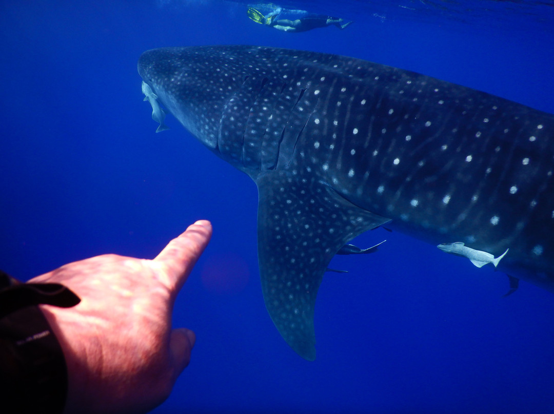 Dive Saint Helena-Jamestown必去景点