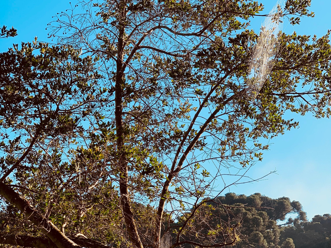 Parque dos Pinheiros景点图片