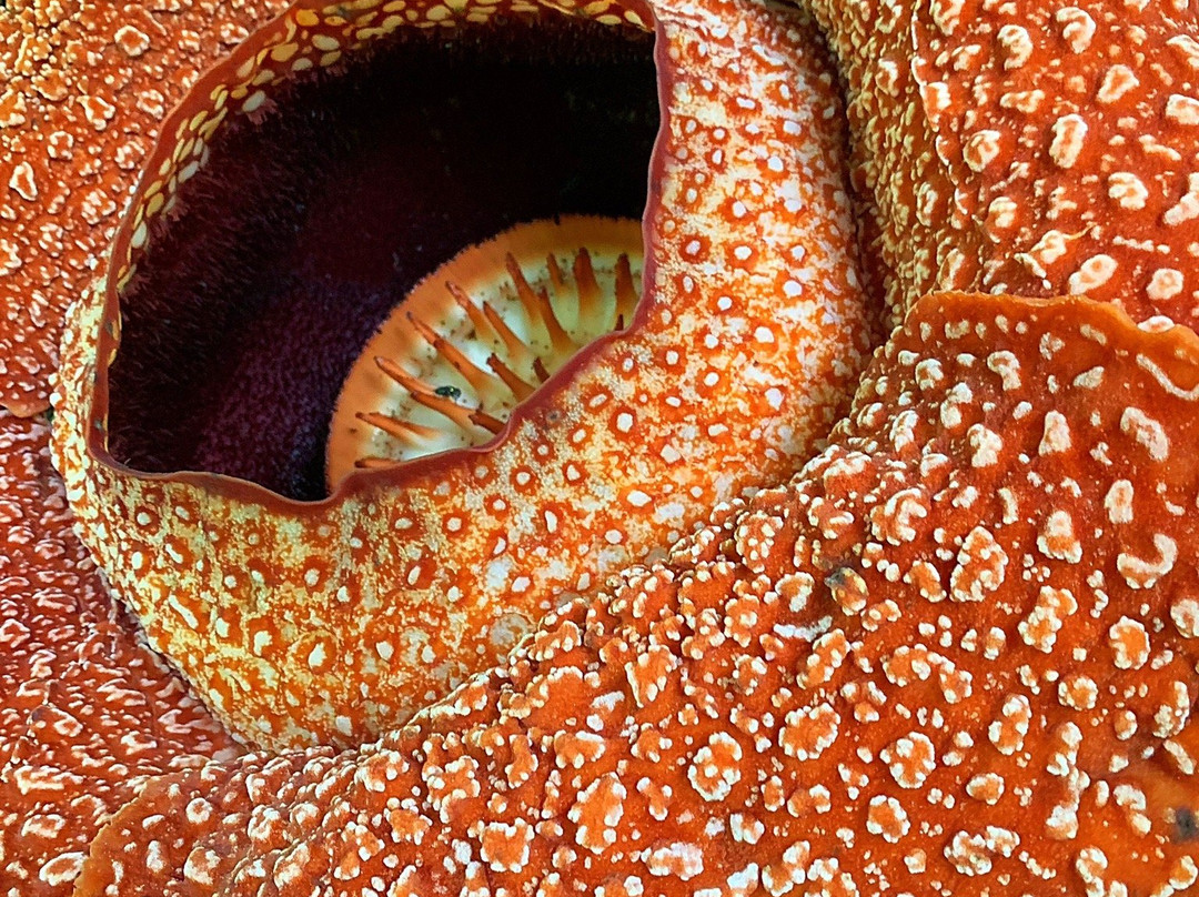 Adenna Rafflesia Garden-Poring必去景点