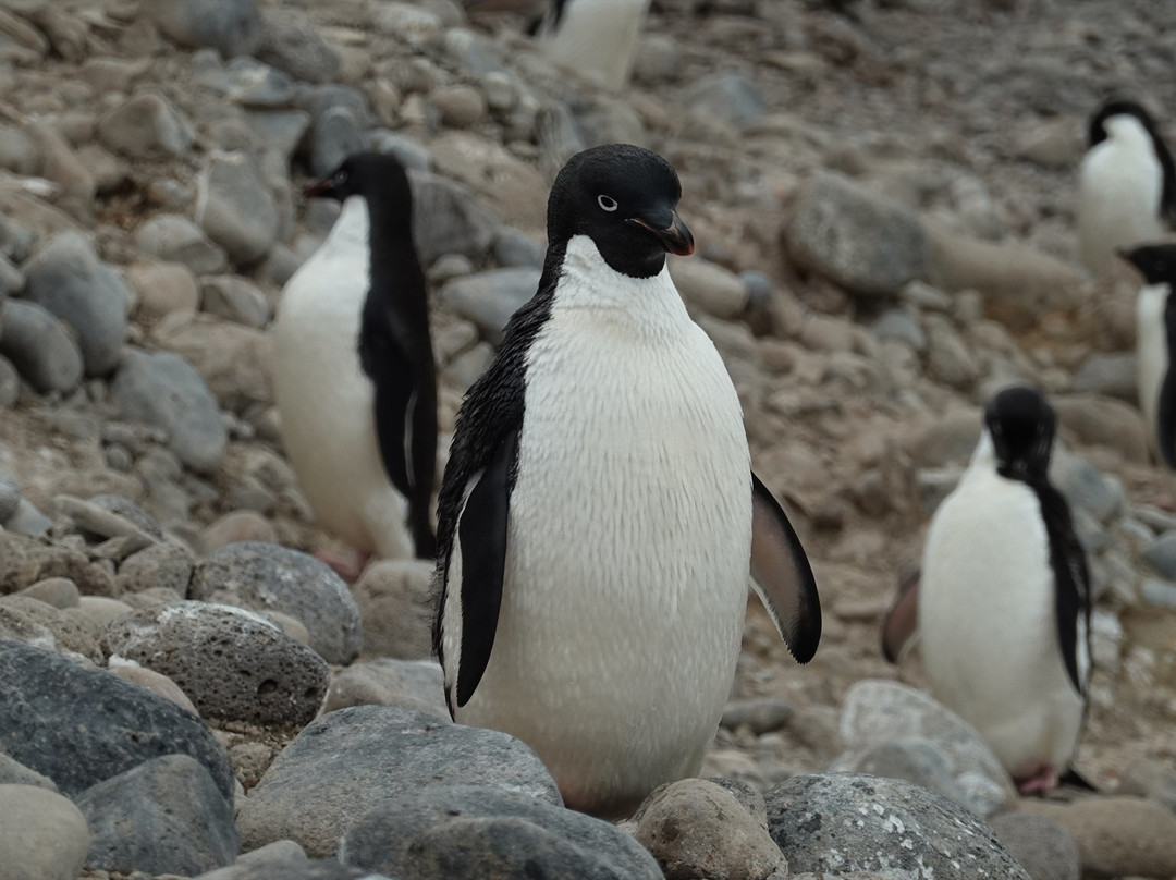 Paulet Island-Antarctic Peninsula必去景点