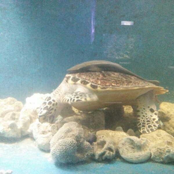 Penang Aquarium Batu Maung-Batu Maung必去景点