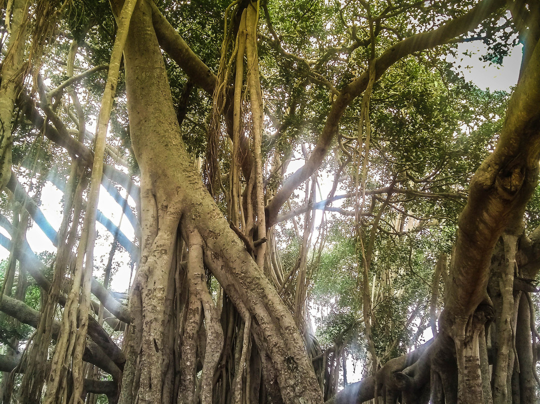 Big Banyan Tree-班加罗尔必去景点